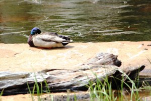 Mallard Napping