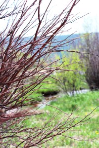 2013-06-03 Colorado 002