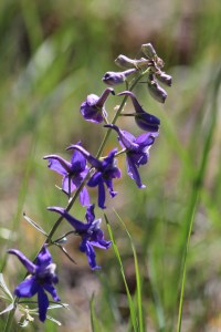 Backlit Larkspur