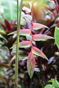 Heliconia--Lobster Claw Flowers